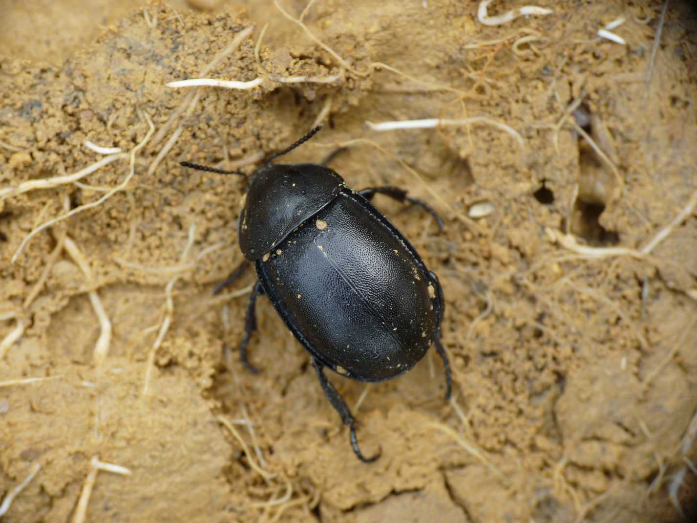 Sylpha sp? Ablattaria laevigata